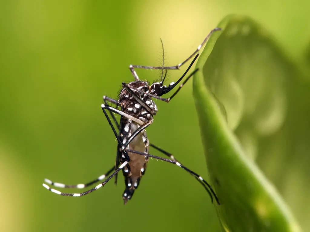 Dedetização de Mosquitos em Sorocaba